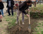 Forum mladih NOVE nastavlja akciju sadnje drveća na Kalemegdanu