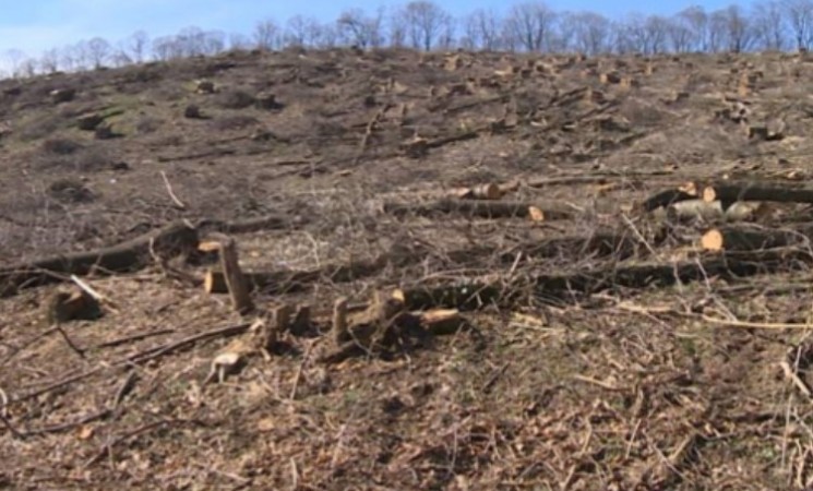 NOVA Zrenjanin upozorava na varvarsku seču šuma na Fruškoj gori