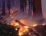 NOVA Zrenjanin: "Digitalna" Vlada ne vidi požare koji širom Srbije ugrožavaju životnu sredinu